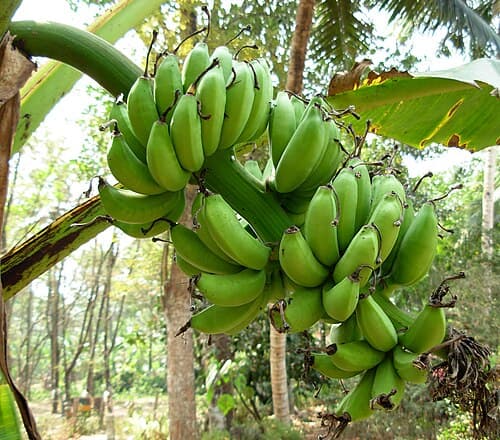 Fresh Saba Banana