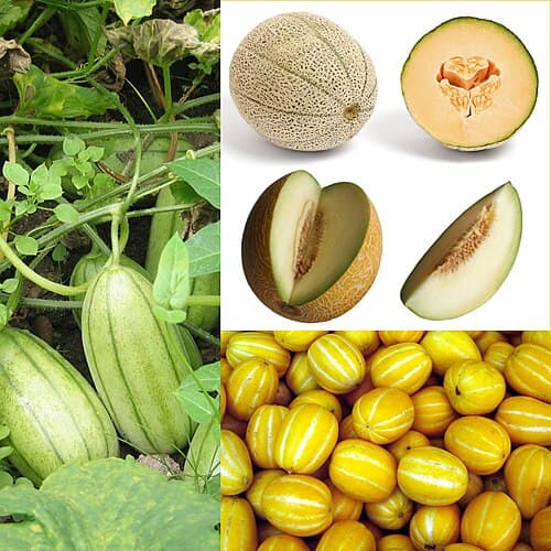 Fresh Melon (Cantaloupe)